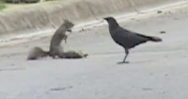 小松鼠护同伴尸体不让乌鸦叼走