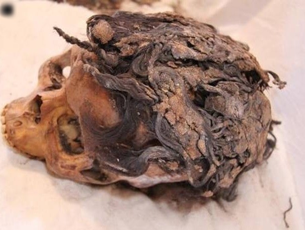 考古发现古埃及人3千多年前已懂驳发