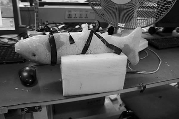 如果没有一旁的电器,你可曾会想到这是一只人工研制的仿生鱼。