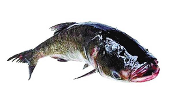 美国从2009年开始大规模捕杀的亚洲鲤鱼