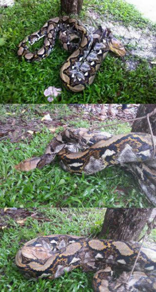 43公斤重蟒蛇在柬埔寨德初县偷吃小猪遭民众