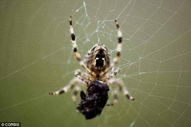 רԤƣȫתůδڽ͸֩롣ǲΪ˵ǣ֩ṩѵġ溦η񡱡