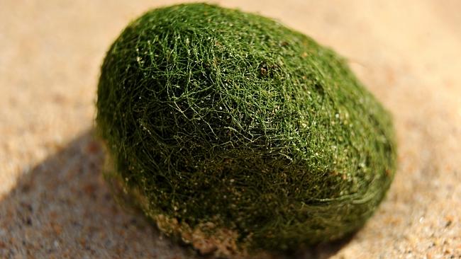 ����Ϥ��ϻ�ɳ̲һҹ֮�������ǧ������