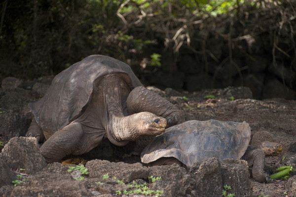 寂寞乔治在这张日期不详的照片中与一只母龟为伴