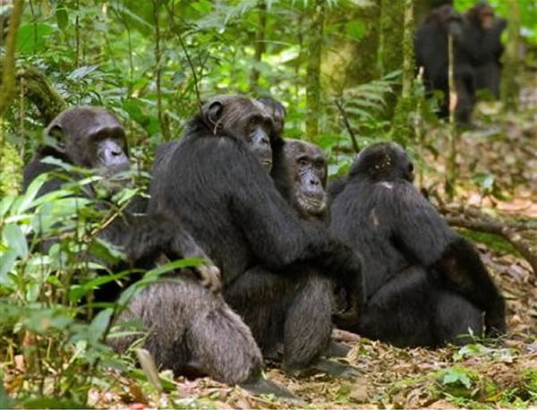 �о��Ŷӹ۲�ͬһ�������ڵĺ����ɻ