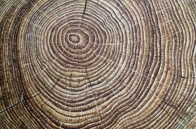 最新研究表明,树木年轮可揭晓海洋环境的变化。