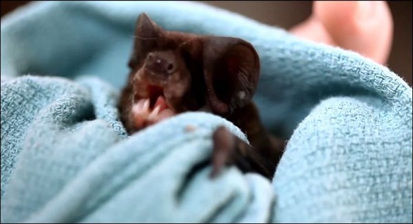 ϡ�е����𱦱�һ���̰�ӡ���൱�ɰ���