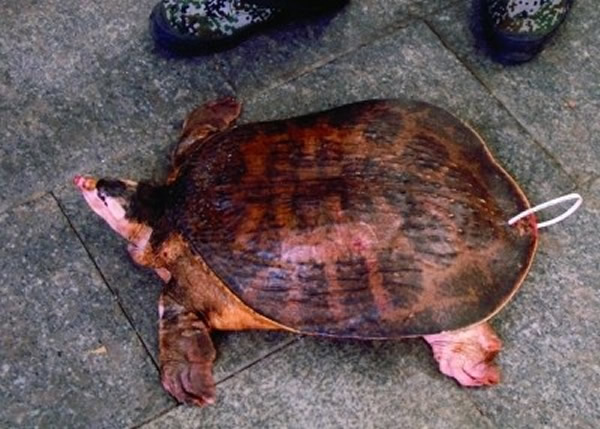 南京村民河塘捕获比脸盆还要大的粉红色水鱼