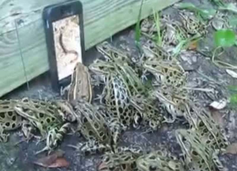 ��������iPhone�ϲ�����滭��������Ⱥ����