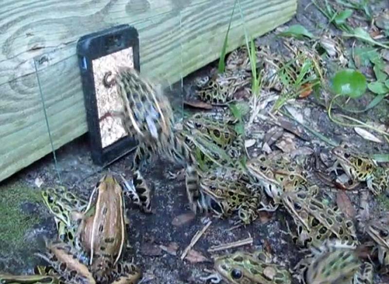 ��������iPhone�ϲ�����滭��������Ⱥ����