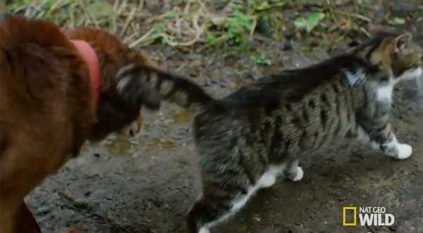 ����è��������ǰͷ��Ϊ��ä����ȮTervel��·��