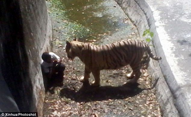 印度新德里动物园游客意外闯入老虎地头被活活咬死