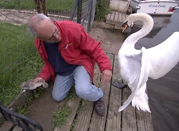 考埃尔准备救出年幼天鹅时,惨遭天鹅爸爸袭击。