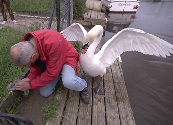 天鹅爸爸不断用双翼袭击考埃尔