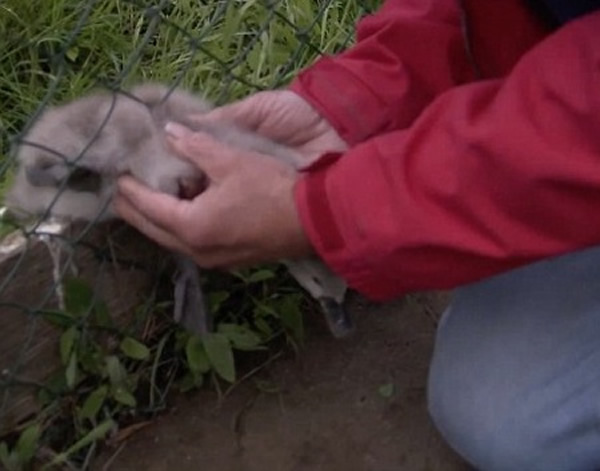 考埃尔慢慢救出年幼天鹅