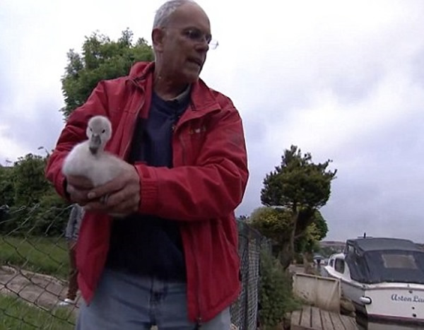 年幼天鹅最终获救