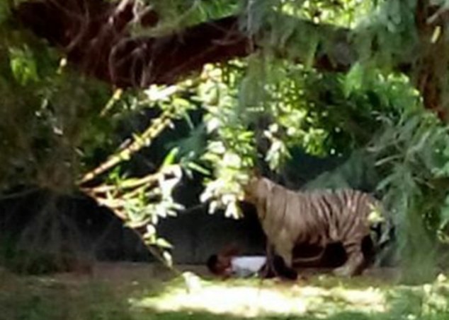 马苏德躺在地上,当时生死未卜。