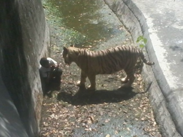 马苏德进入老虎笼中多时,园方仍未派人拯救。