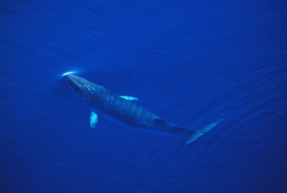 日本科学捕鲸计划的对象之一:小须鲸(minke whale),悠游于南极洲附近的麦克玛多峡湾(McMurdo Sound)的大海中。摄影:NORBERT WU,