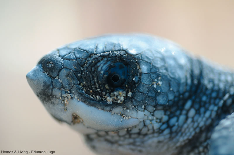 最新发现显示棱皮龟可能是通过头顶粉色的斑点感知阳光变化