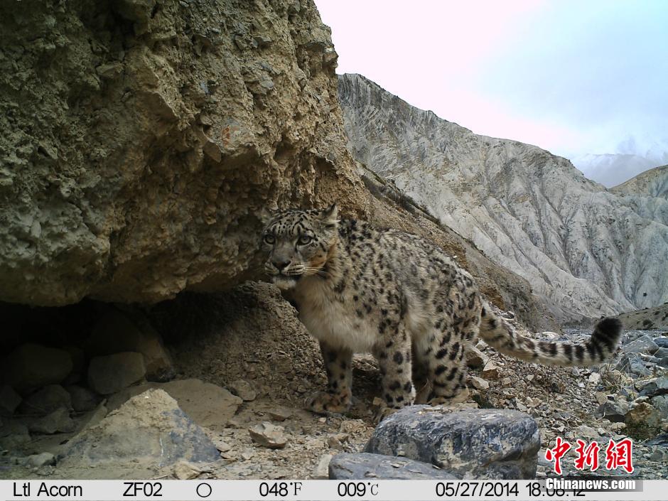 �����������Ҽ���Ȼ�������״��ĵ�Ұ��ѩ��