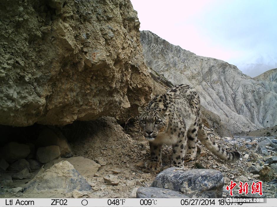 �����������Ҽ���Ȼ�������״��ĵ�Ұ��ѩ��