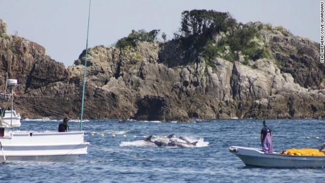 日本和歌山县太地町进入长达6个月的“捕豚季”