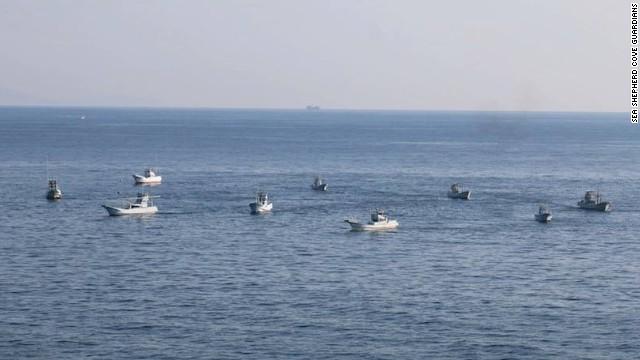 日本和歌山县太地町进入长达6个月的“捕豚季”