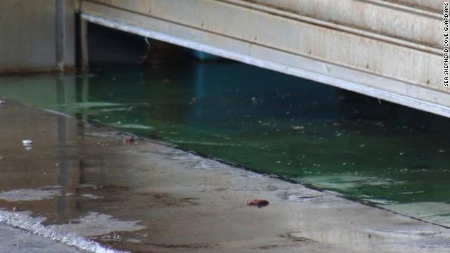 日本和歌山县太地町进入长达6个月的“捕豚季”