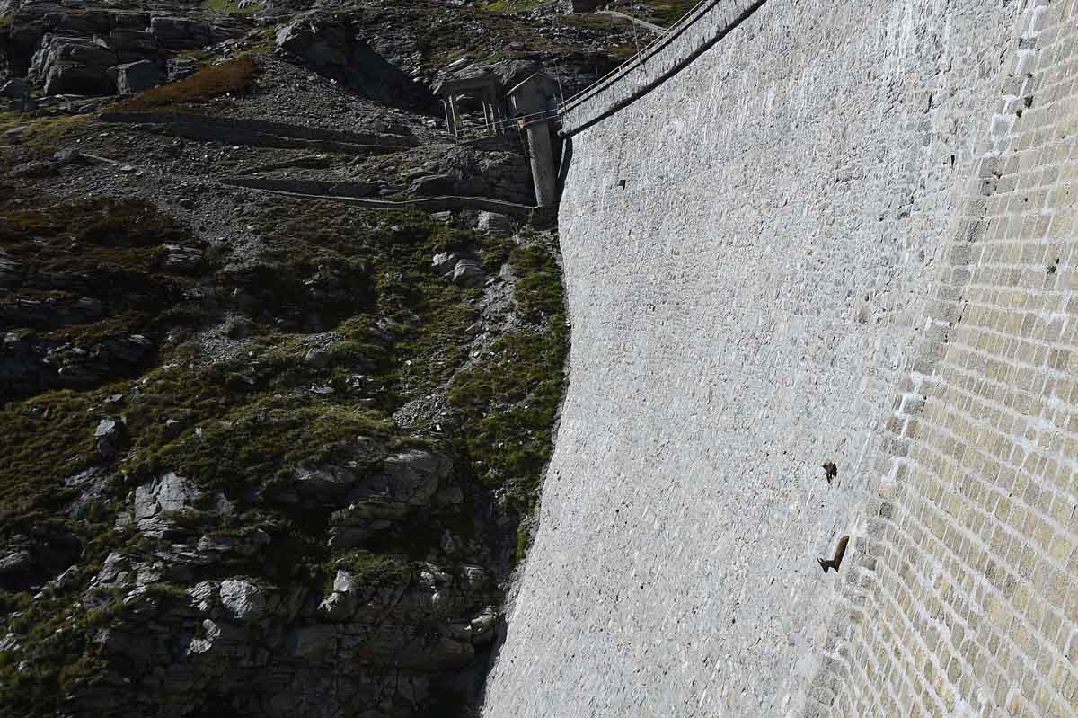 阿尔卑斯野生山羊“羱羊”超高难度爬垂直水坝