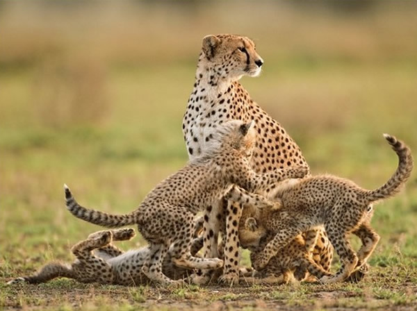 �����Ա�