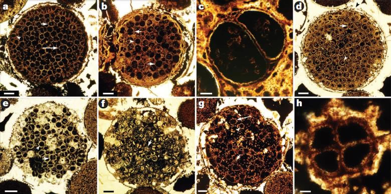 包含细胞分裂结构的Megaclonophycus状化石。显示内部细胞开始出现分化现象。