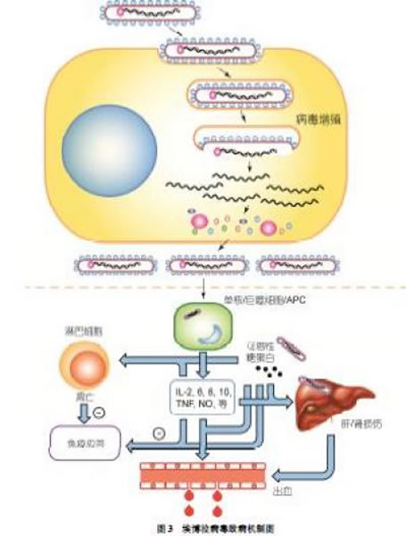 埃博拉病毒致病机制图