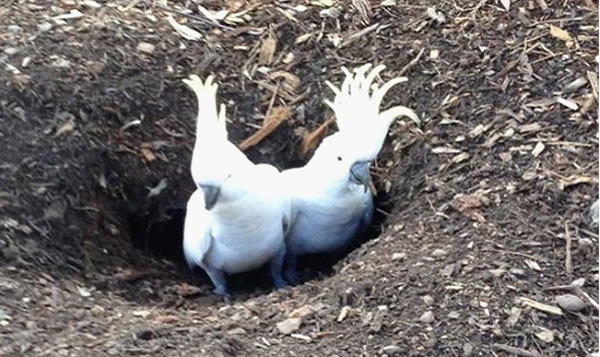 澳洲一对葵花凤头鹦鹉在悉尼高尔夫球场挖出1米长通道