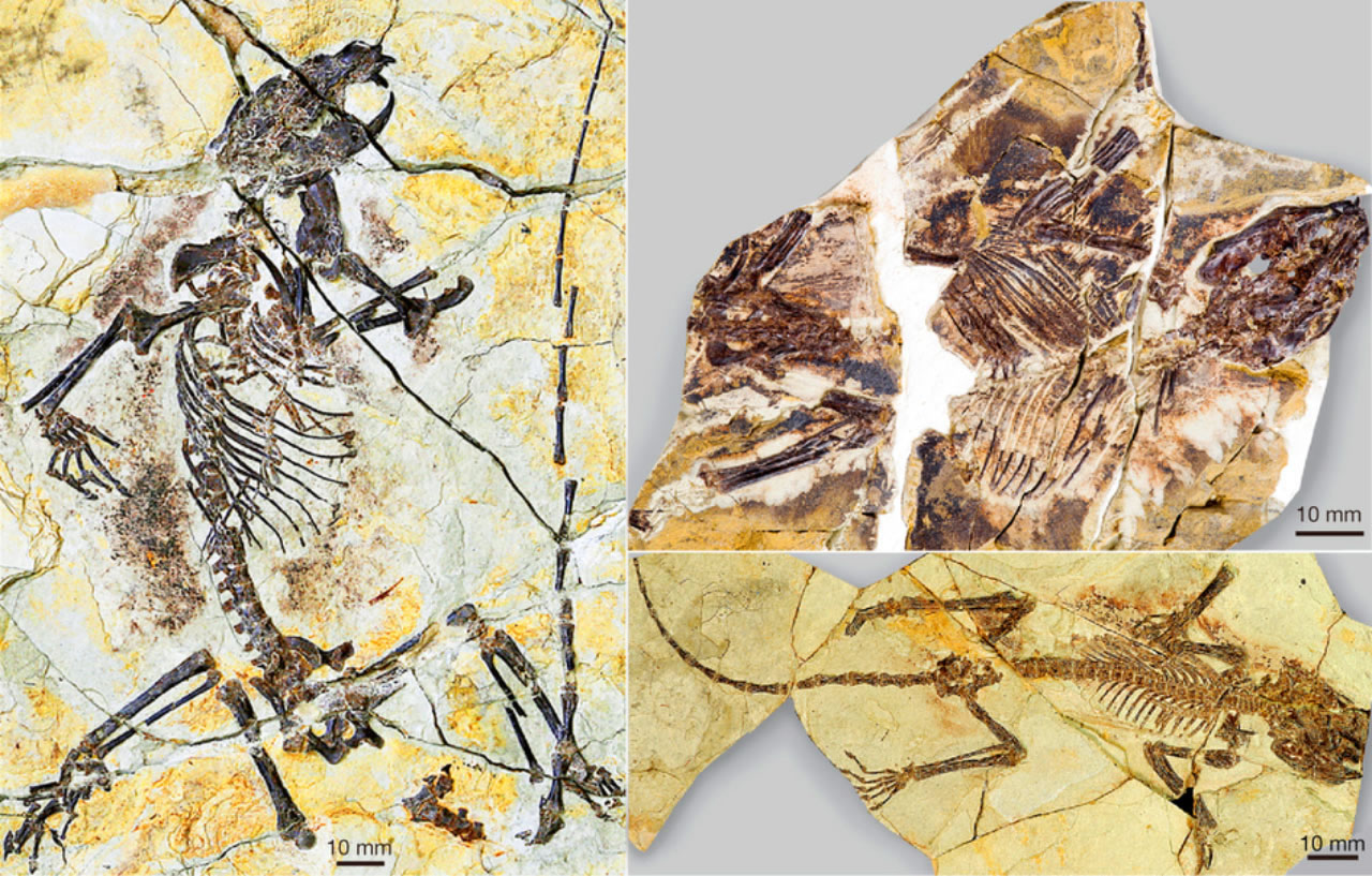 保存完好的化石,其属于一类已经灭绝的种属“贼兽”,此前科学家们对其了解仅停留在少量不完整的下颌骨和牙齿。本图展示的是此次命名的一个种:陆氏神兽,其属于真贼兽分支