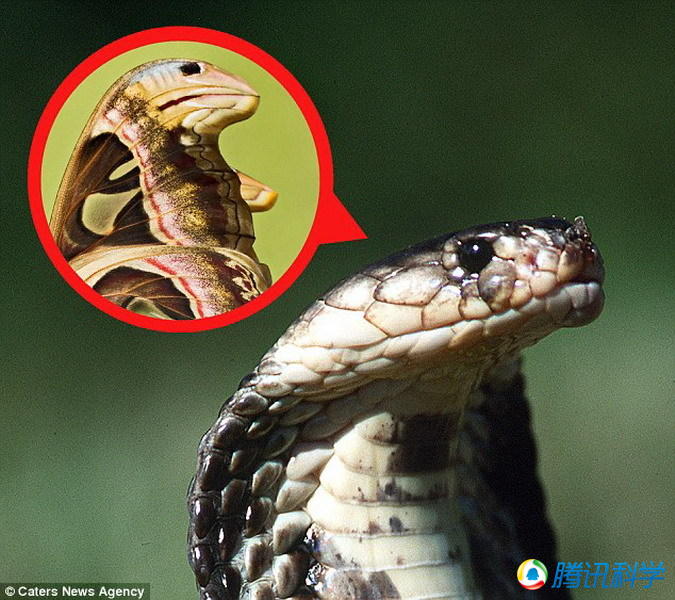 ������˹�ɶ���ģ���۾���ͷ��