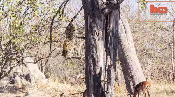 美国观光客在非洲波札那拍到花豹从树上空袭捕食羚羊的画面