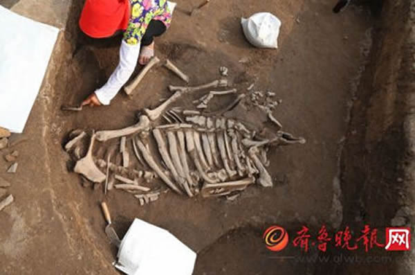 商代动物坑中鹿的遗骨