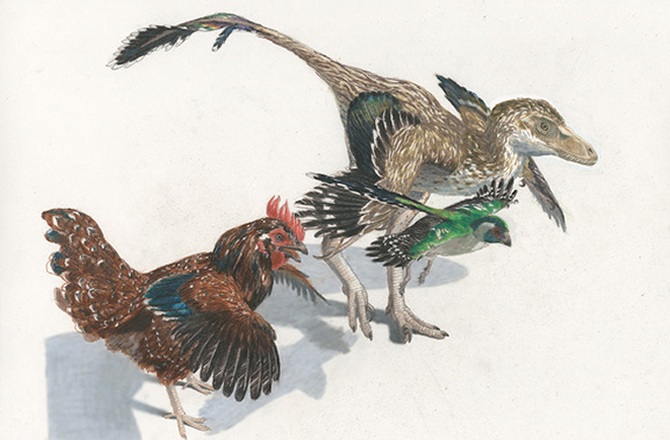 新的恐龙谱系图表明双腿站立的食肉恐龙在数千万年间逐渐拥有鸟类的特征