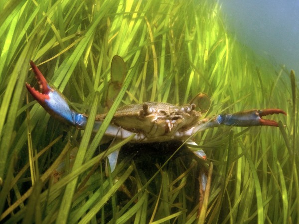 海草保护海洋生物免受酸化海洋的影响