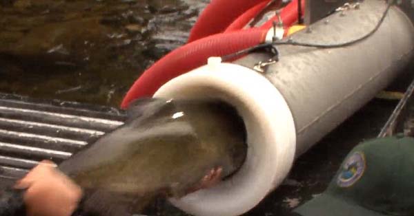 美国公司发明“三文鱼鱼炮”将三文鱼运至孵化场