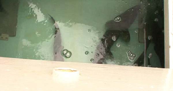 美国公司发明“三文鱼鱼炮”将三文鱼运至孵化场