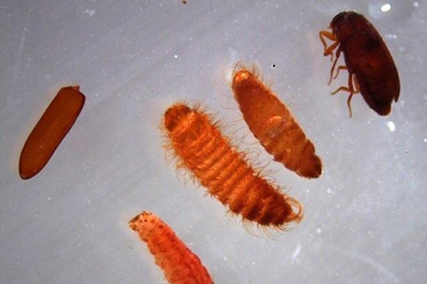 ����������ƻ��������桰�Ȱ�Ƥ󼡱