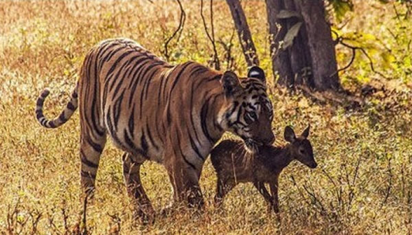 印度老虎保护区一只怀孕老虎与幼鹿玩耍长达30分钟