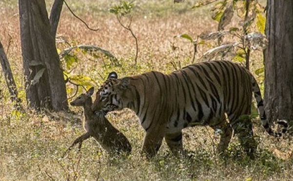 印度老虎保护区一只怀孕老虎与幼鹿玩耍长达30分钟