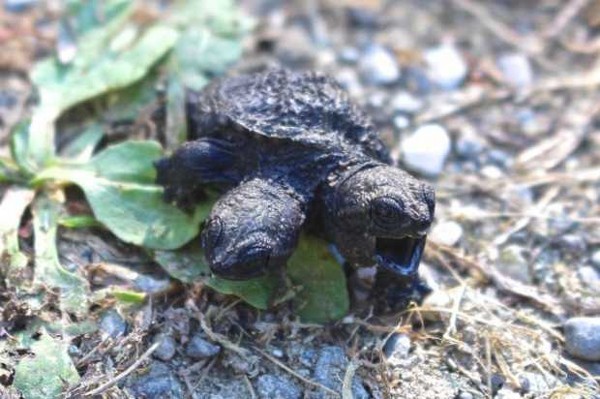 美国缅因州妇人在自家附近救了一只小乌龟 回家一看伸出两个龟头