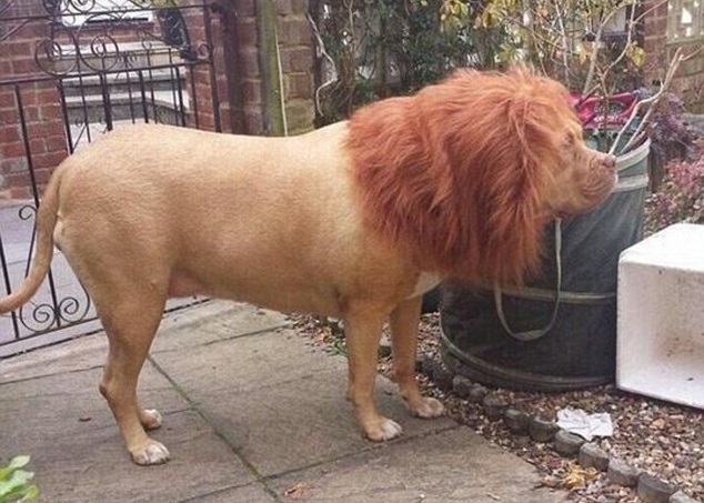 ��������ë�Ĳ�����Ȯ��������ʨ�����졣