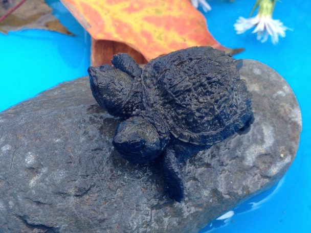 ˫ͷ��ֱ���Ϊ�����˺�ʷ��