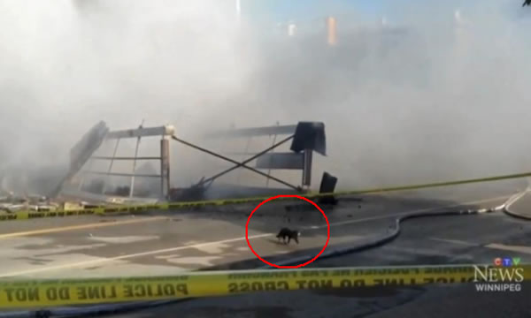 加拿大酒店遇火灾轰然倒塌 猫咪从容逃脱