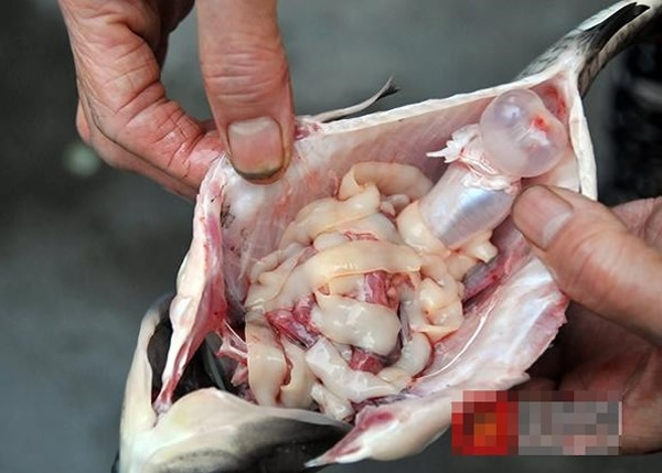 四川自贡妇人买鱼剖开惊现半米长寄生虫“绛虫”